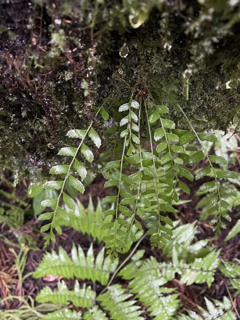 Polystichum formosanum photo 8
