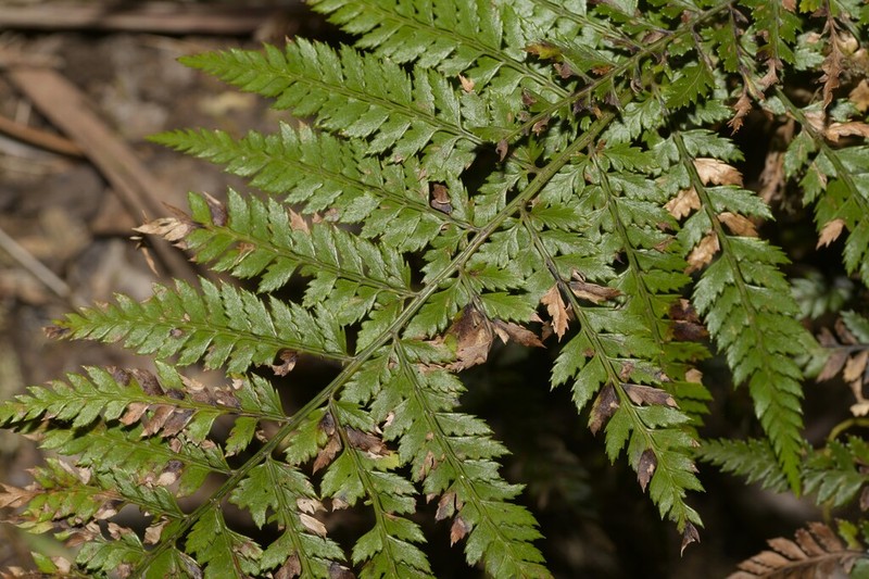Polystichum formosum