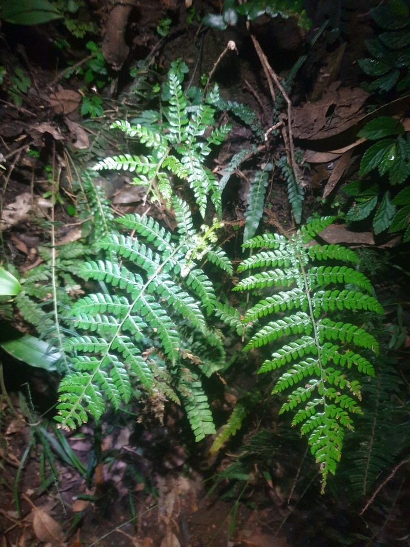 Polystichum formosum photo 2