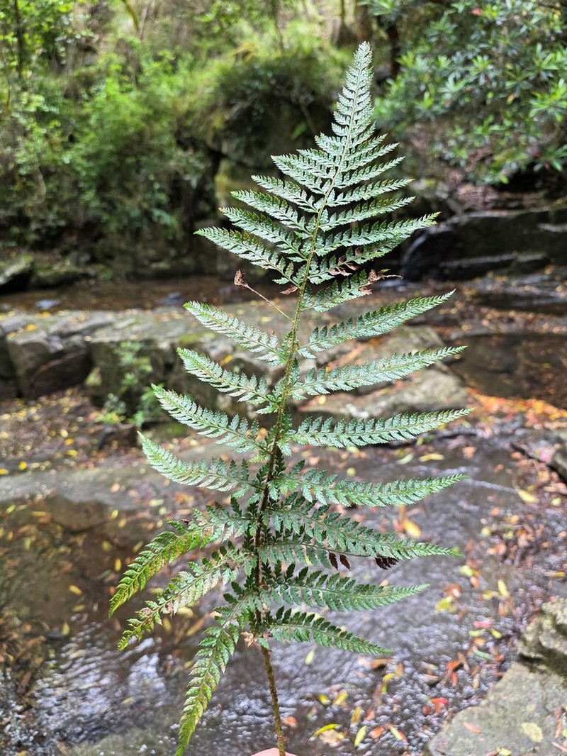 Polystichum formosum photo 3