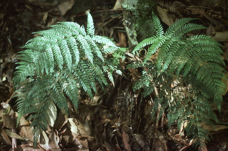 Polystichum formosum photo 4