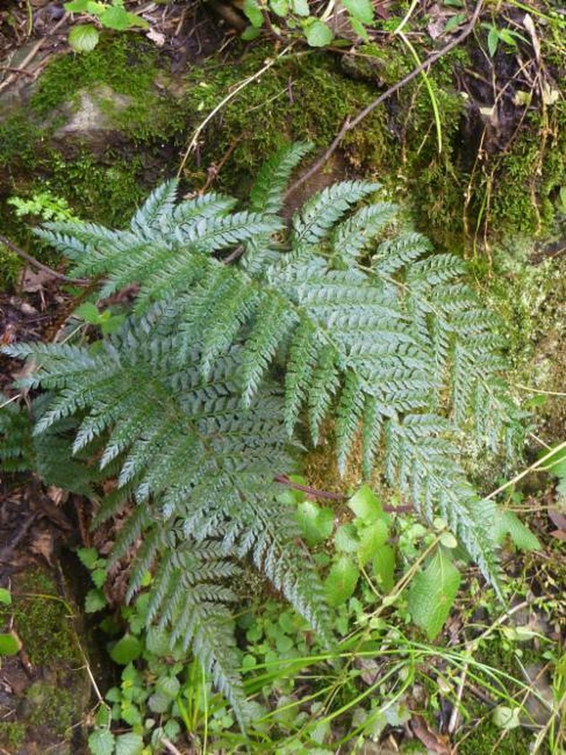 Polystichum formosum photo 5