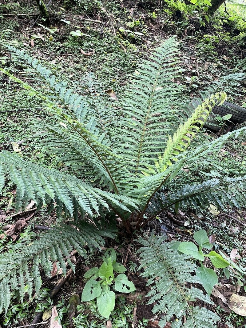 Polystichum fournieri