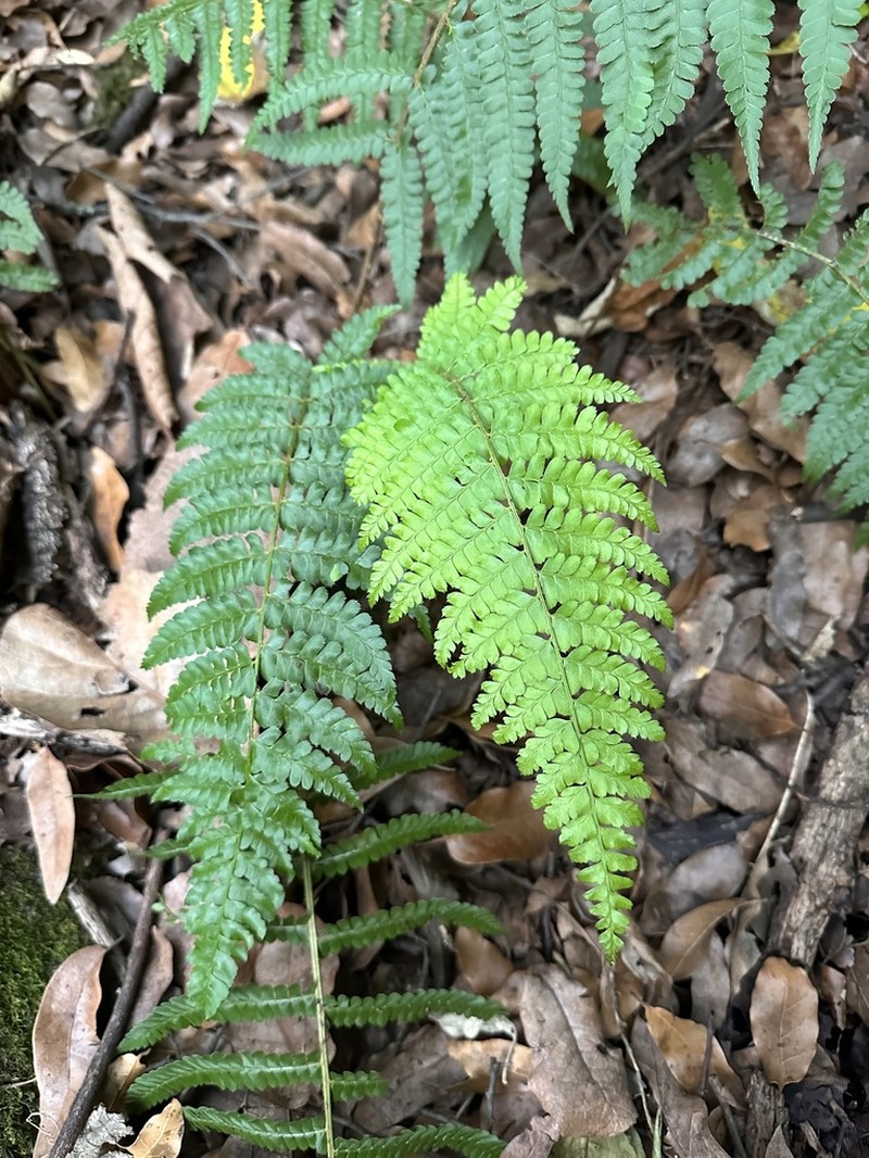 Polystichum fournieri photo 2