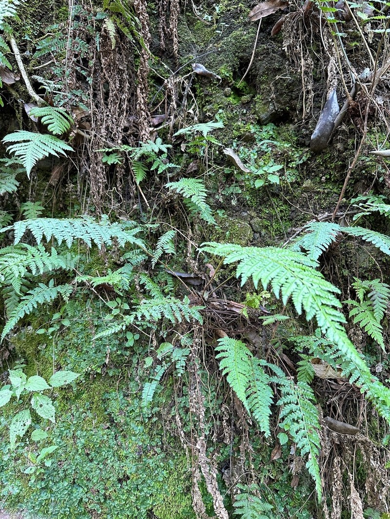 Polystichum fournieri photo 3