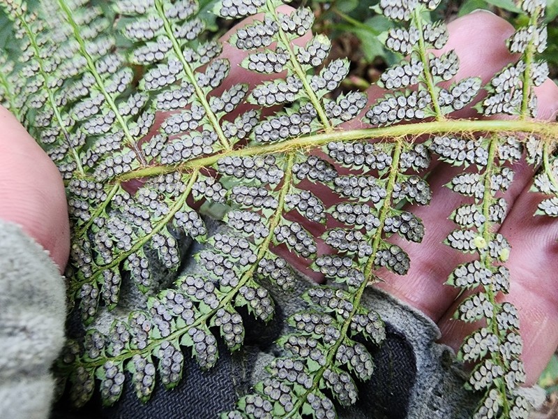 Polystichum fournieri photo 4