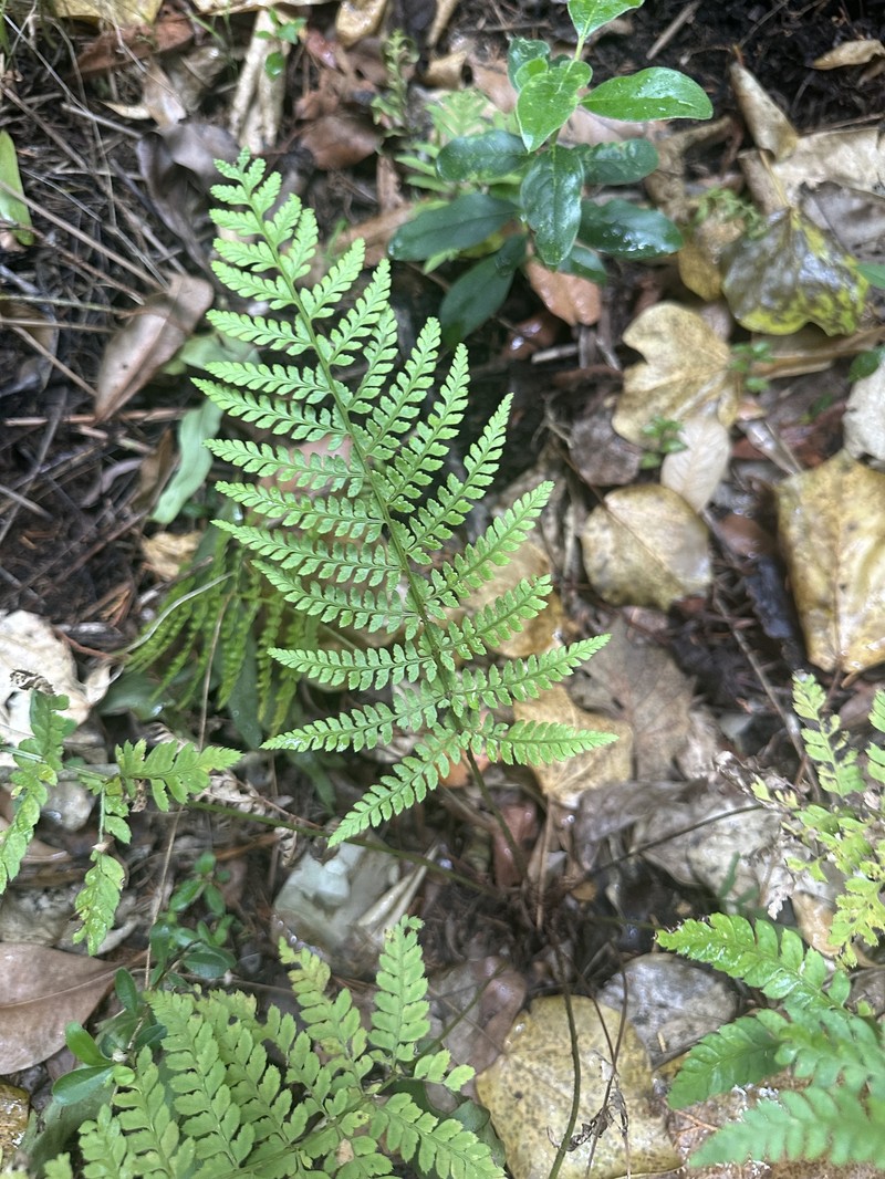 Polystichum fournieri photo 6