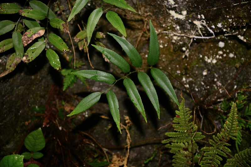 Polystichum fraxinellum