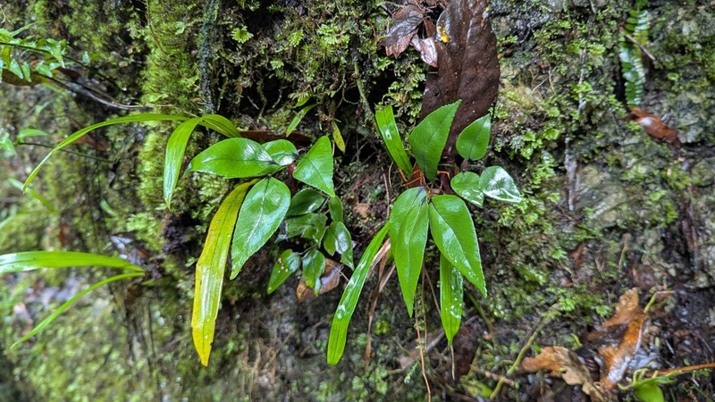 Polystichum fraxinellum photo 2