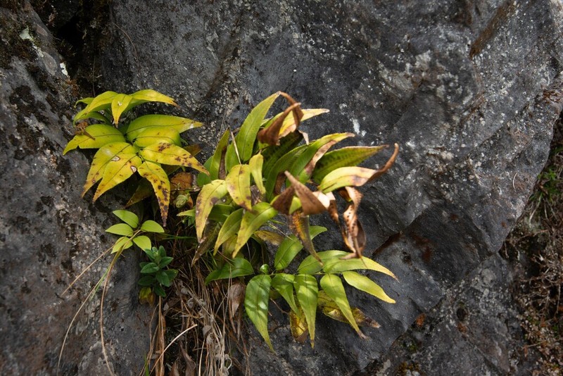 Polystichum fraxinellum photo 3