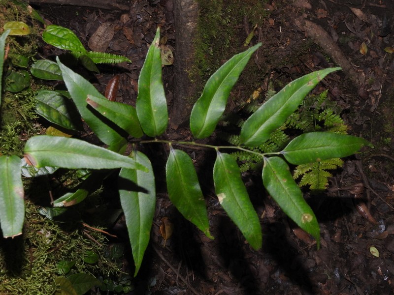 Polystichum fraxinellum photo 4