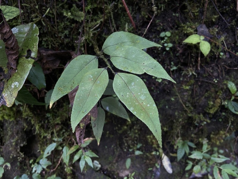 Polystichum fraxinellum photo 5