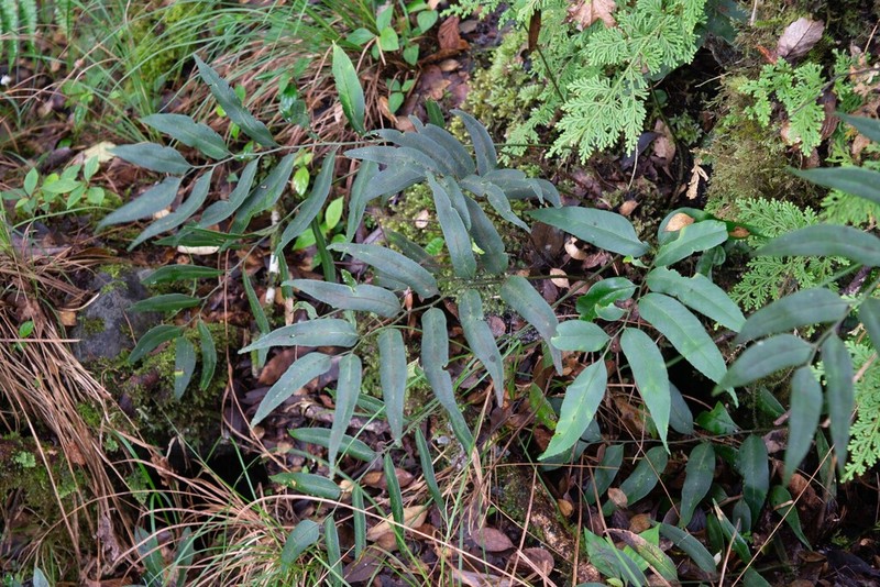 Polystichum fraxinellum photo 6