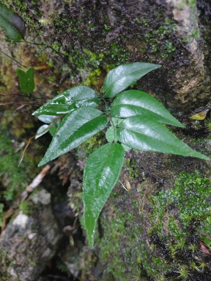Polystichum fraxinellum photo 7