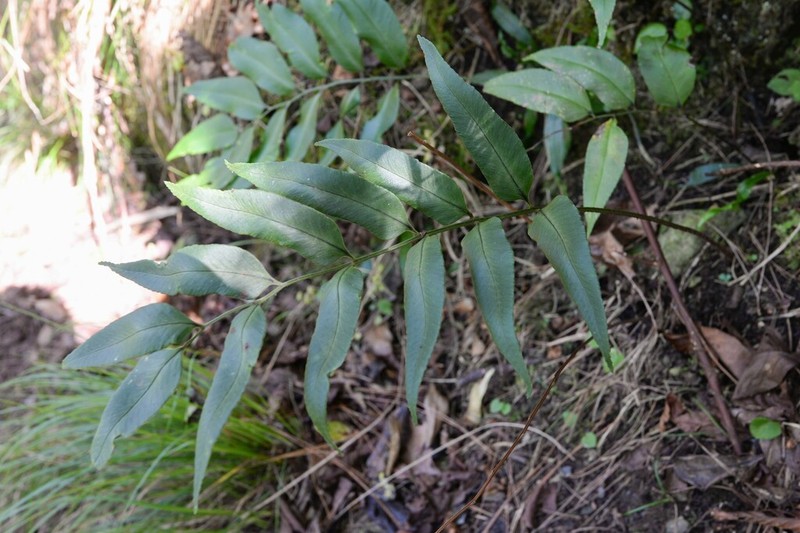 Polystichum fraxinellum photo 8