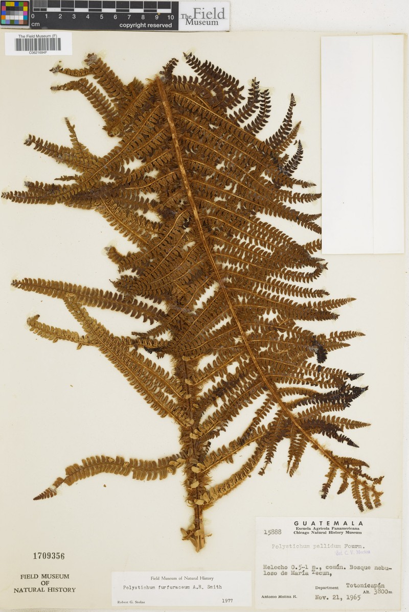 Polystichum furfuraceum