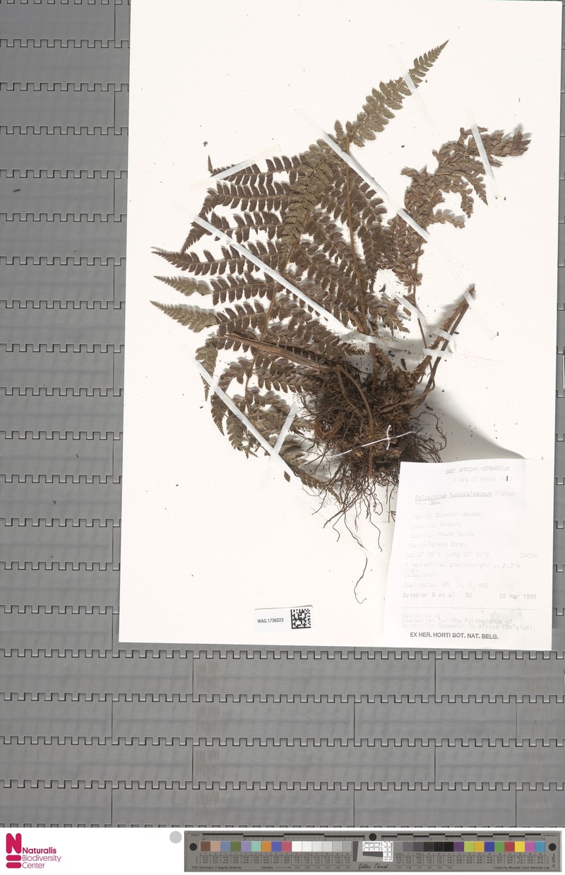 Polystichum fuscopaleaceum