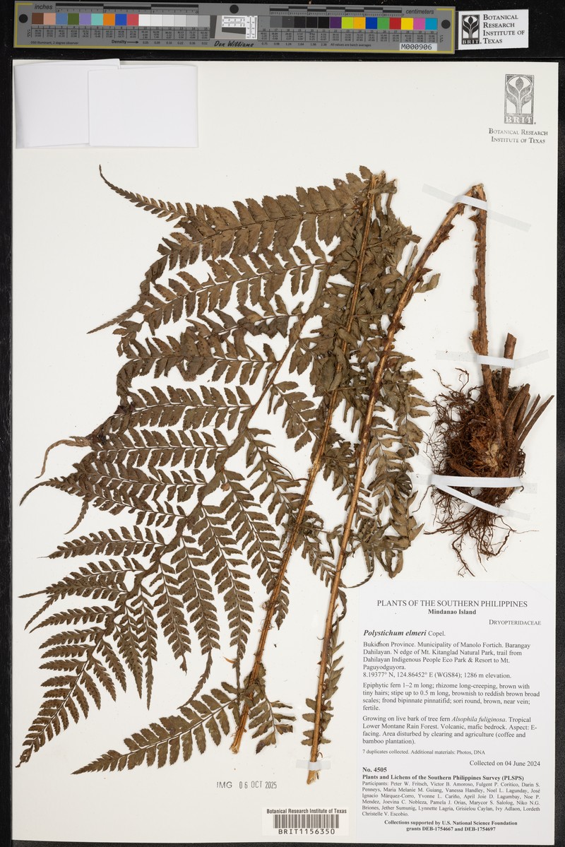 Polystichum fuscum