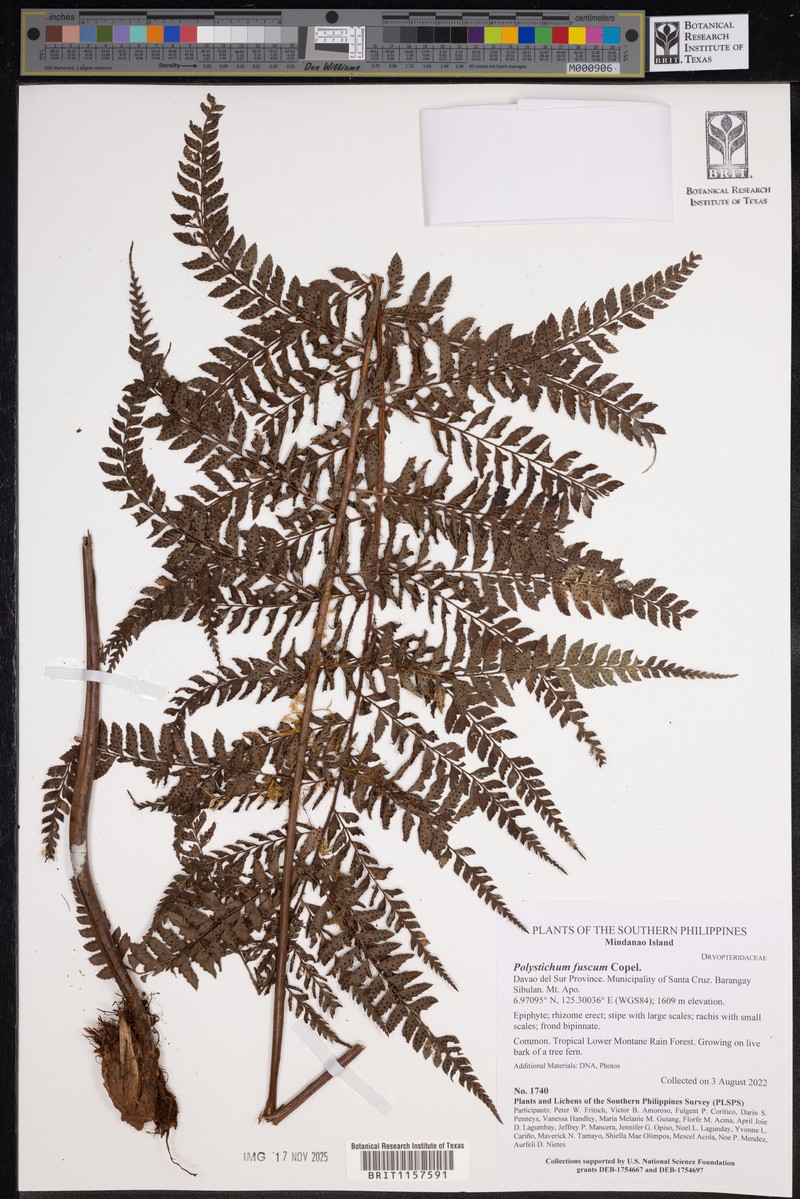 Polystichum fuscum photo 2