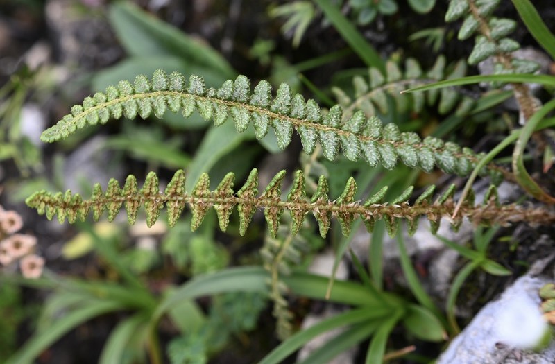 Polystichum glaciale