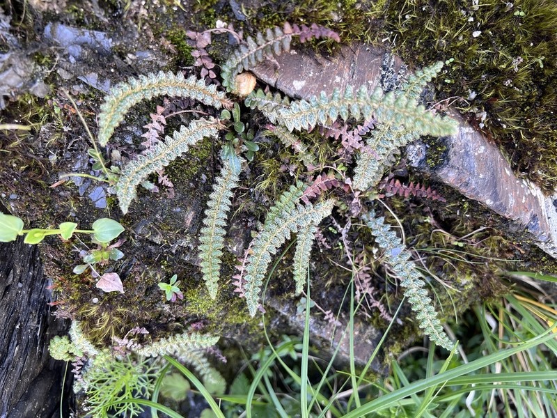 Polystichum glaciale photo 2