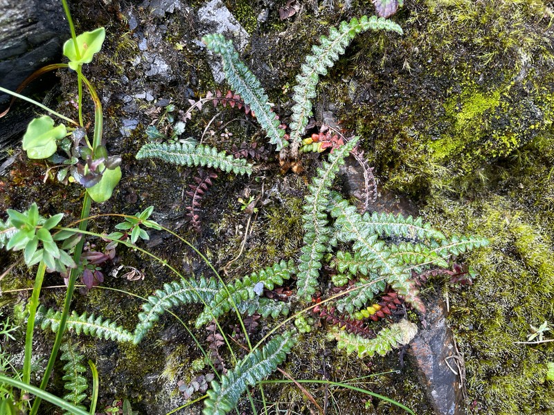 Polystichum glaciale photo 3