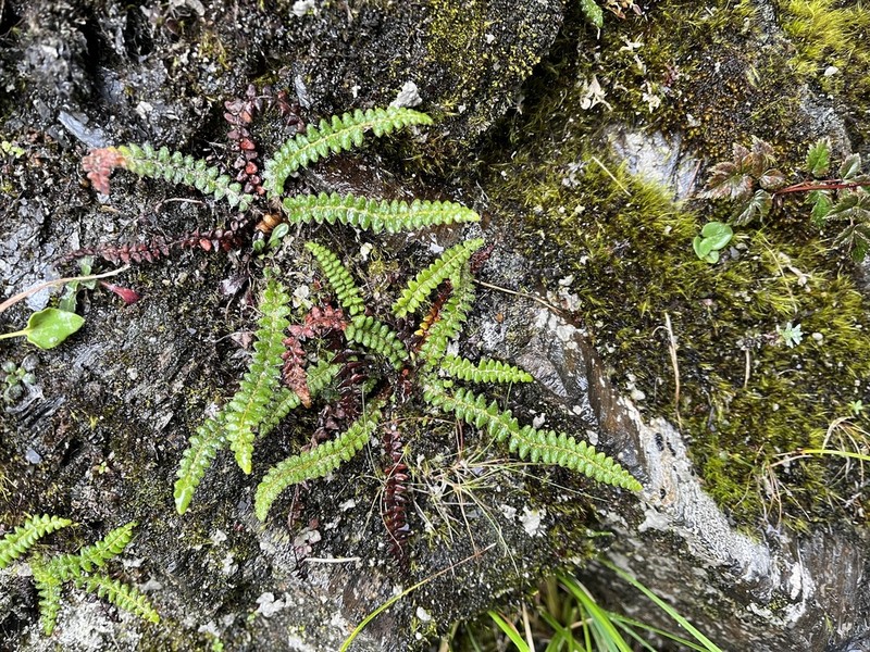 Polystichum glaciale photo 4