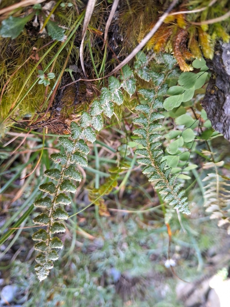Polystichum glaciale photo 5