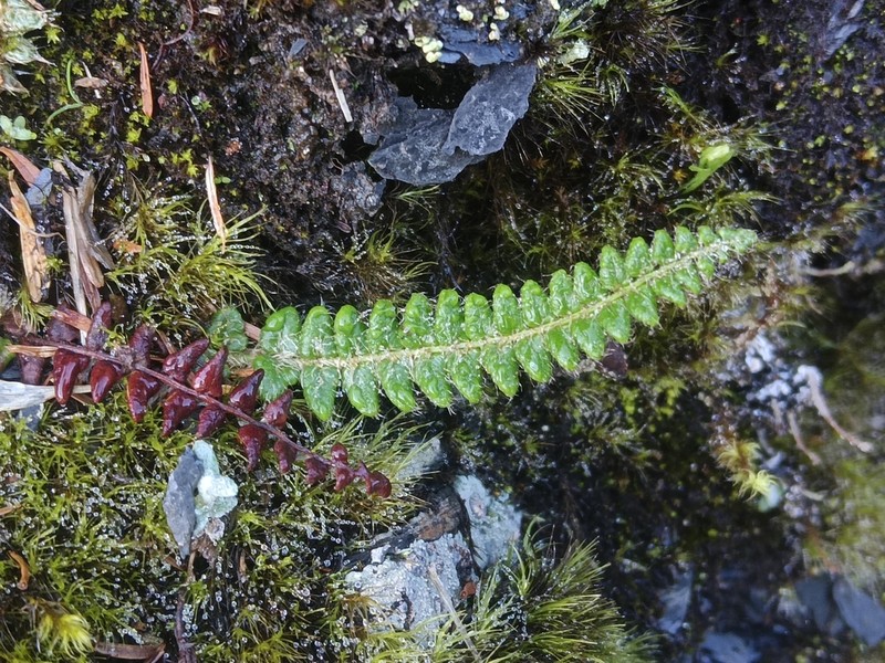 Polystichum glaciale photo 6