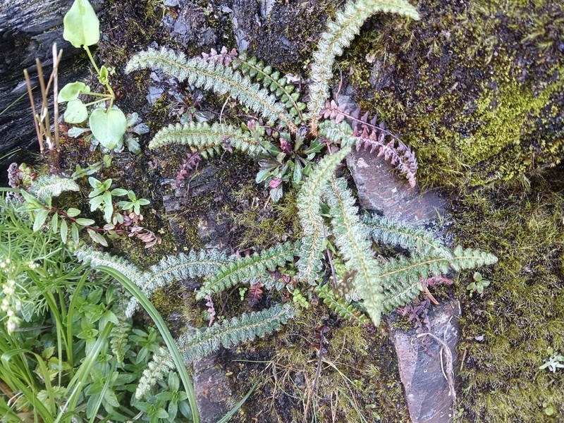 Polystichum glaciale photo 7