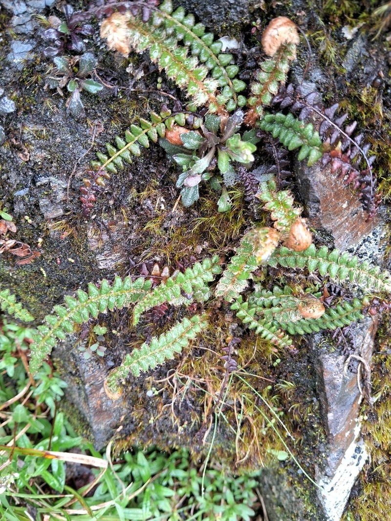 Polystichum glaciale photo 8
