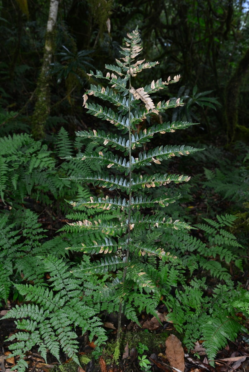 Polystichum grandifrons