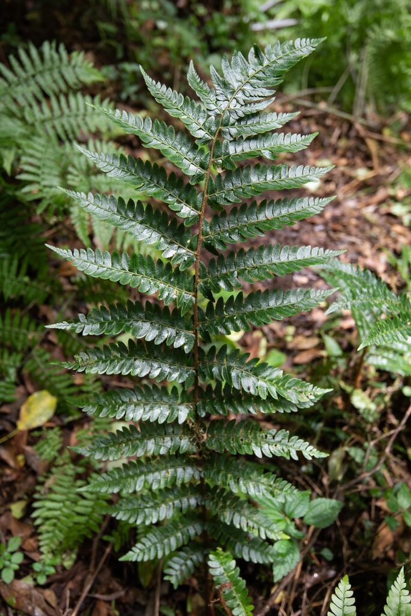 Polystichum grandifrons photo 2