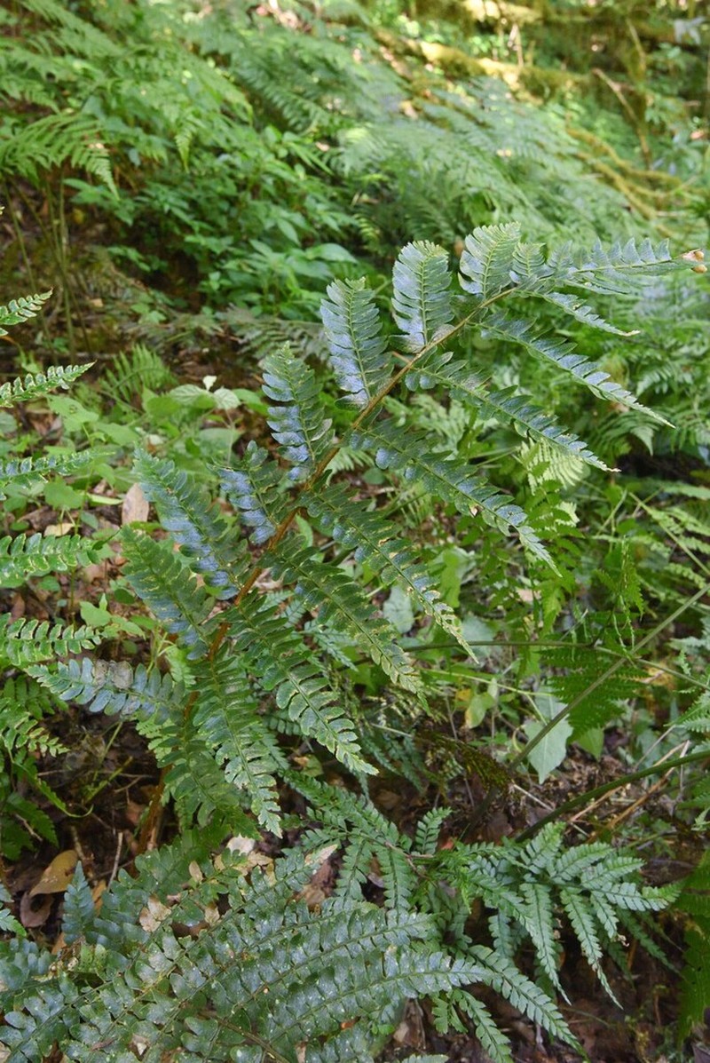 Polystichum grandifrons photo 3