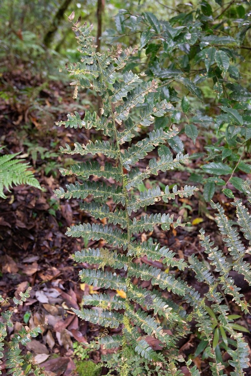 Polystichum grandifrons photo 4
