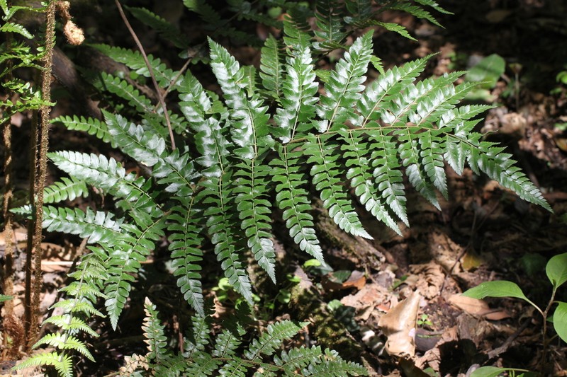 Polystichum grandifrons photo 5