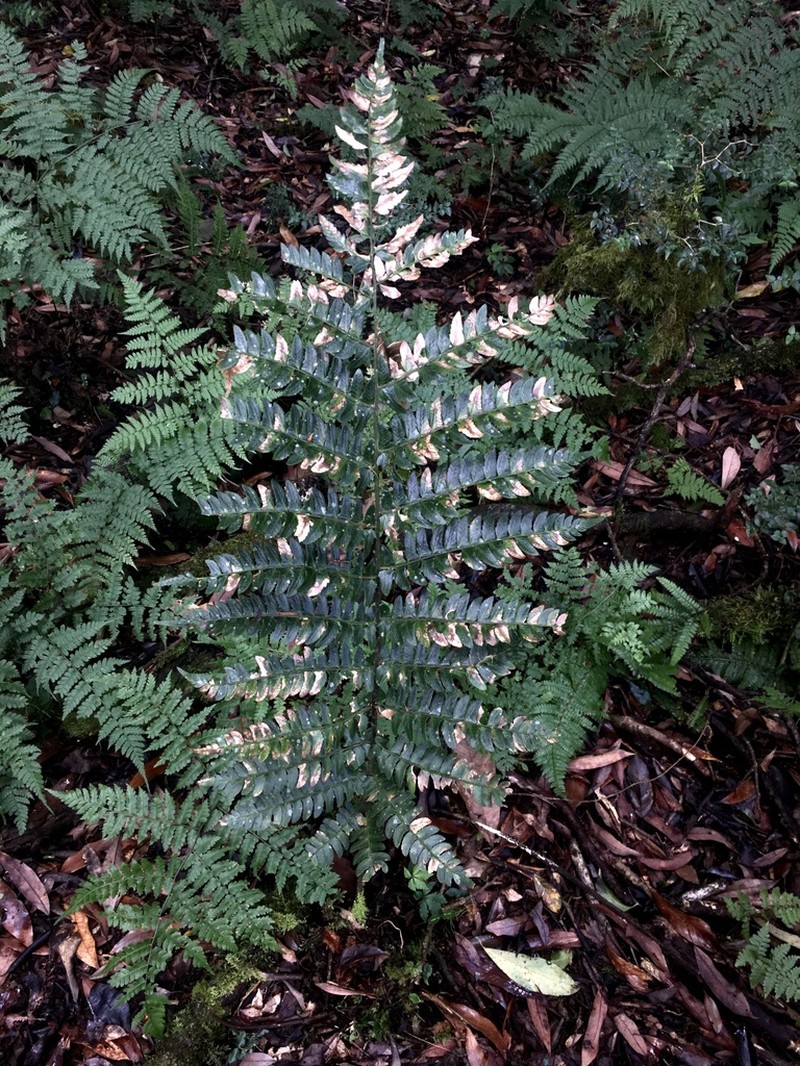 Polystichum grandifrons photo 6