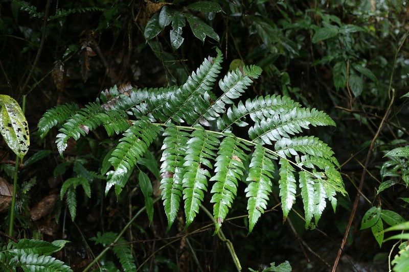 Polystichum grandifrons photo 7