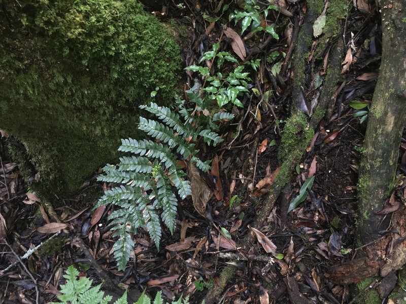 Polystichum grandifrons photo 8