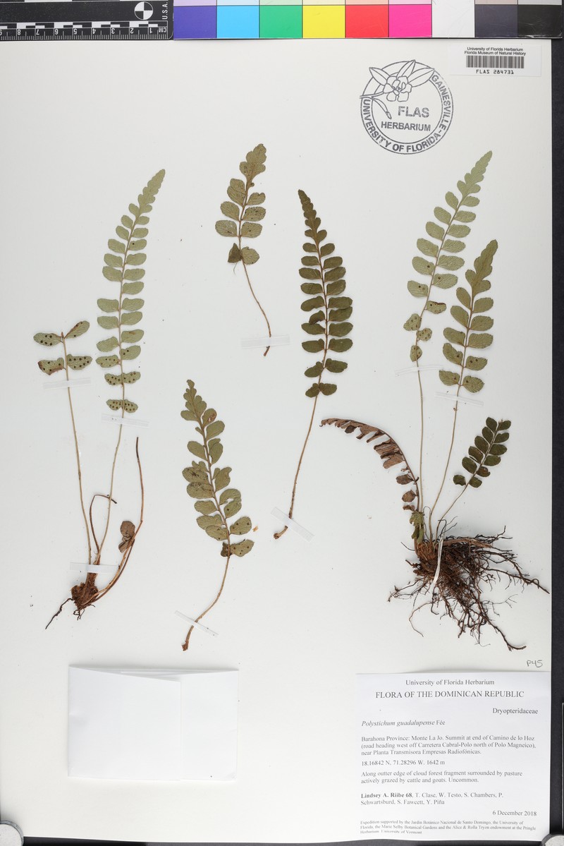 Polystichum guadalupense