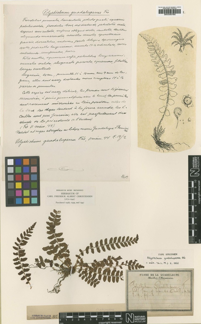 Polystichum guadalupense photo 2
