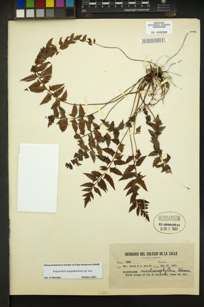 Polystichum guajaibonense
