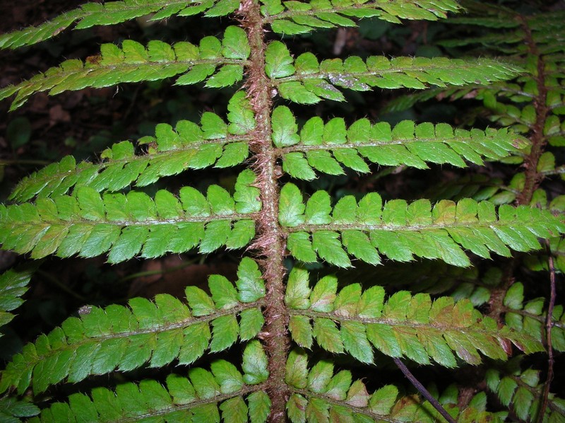 Island Swordfern