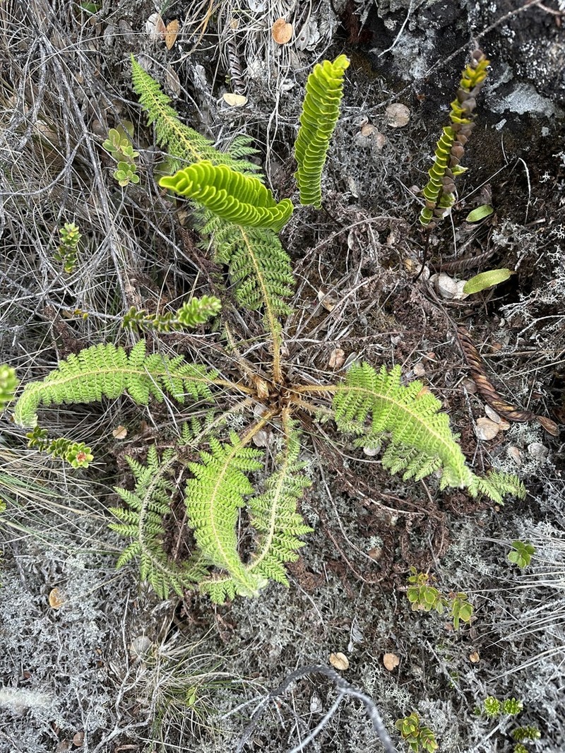 Island Swordfern