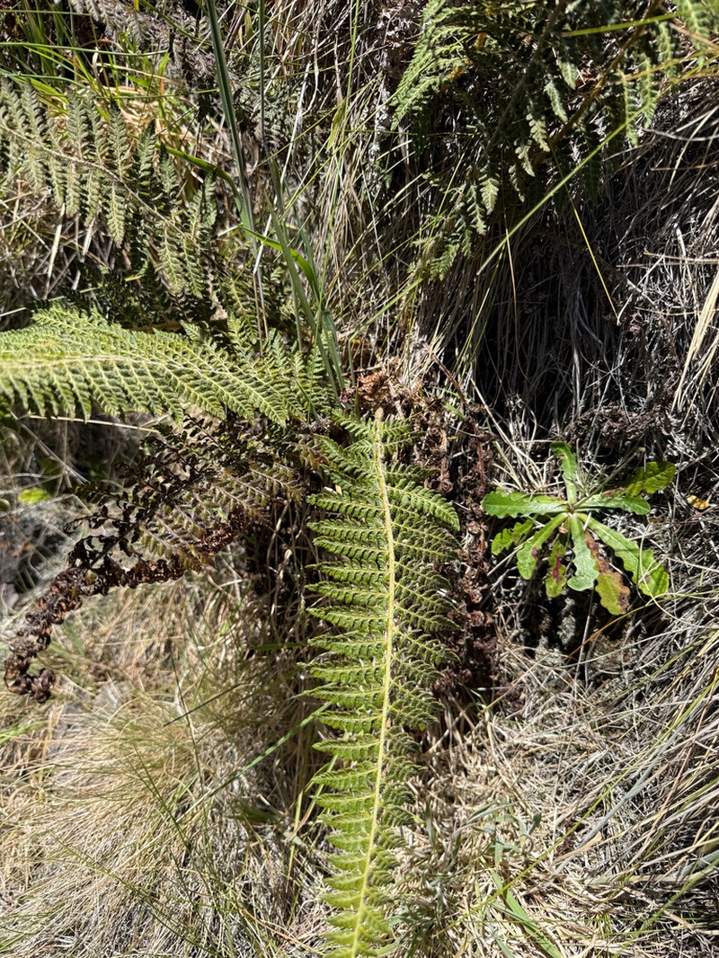 Island Swordfern photo 2