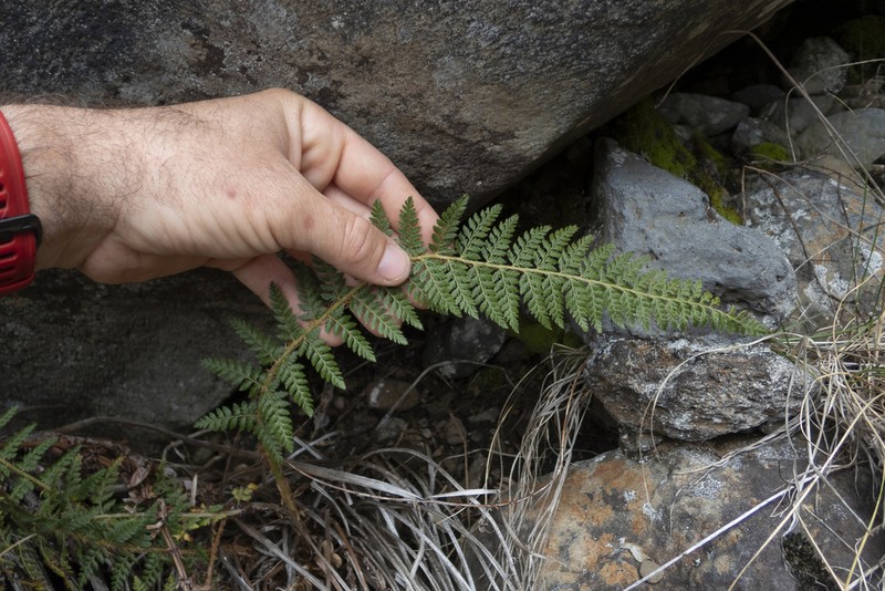 Island Swordfern photo 3