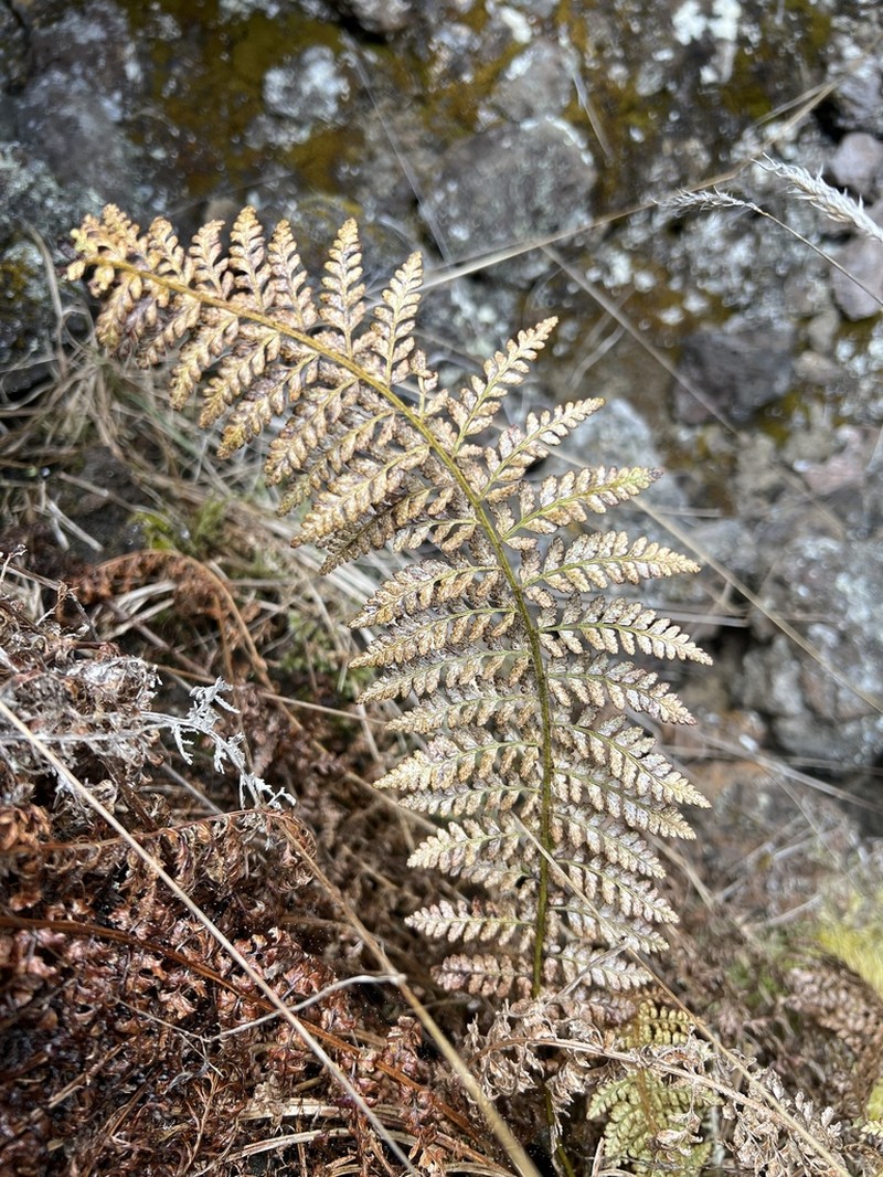 Island Swordfern photo 4