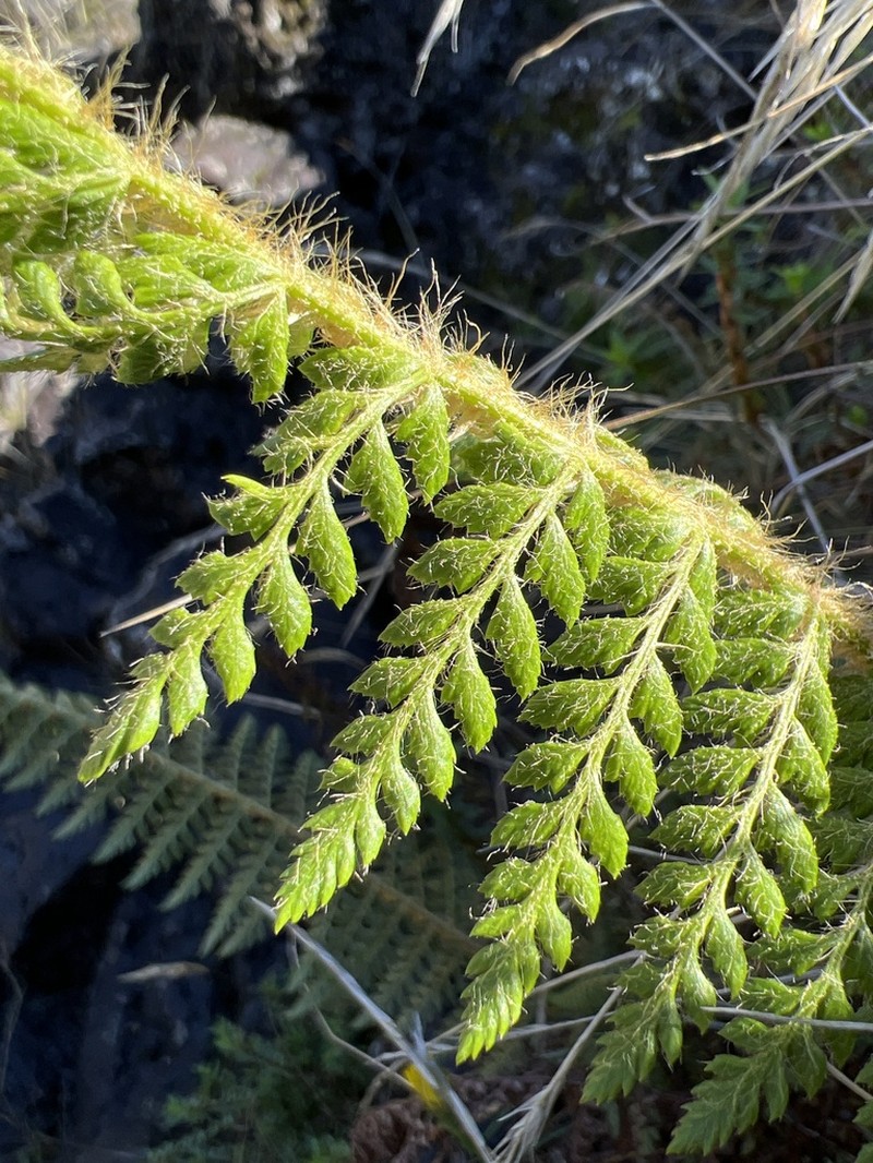 Island Swordfern photo 5