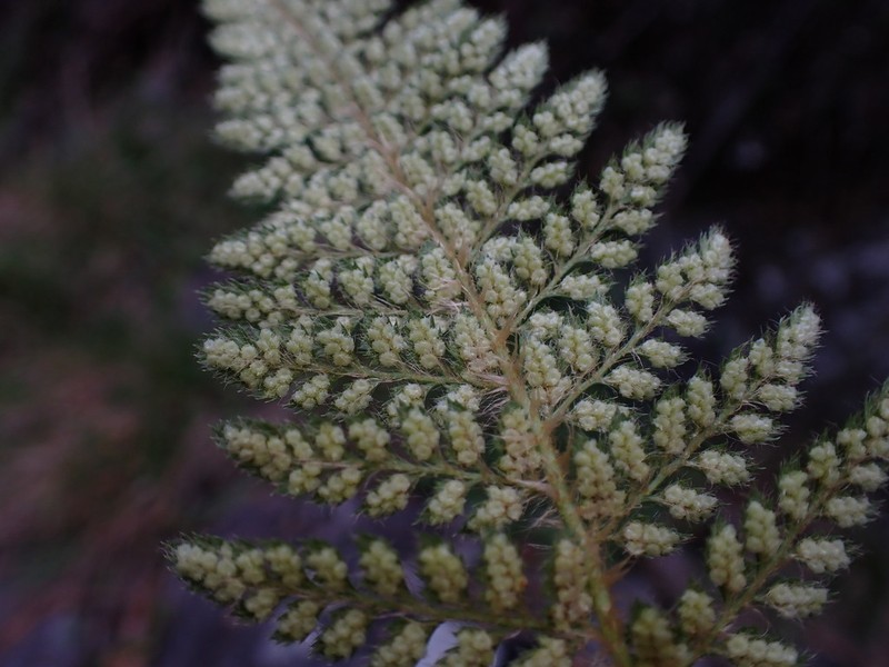 Island Swordfern photo 6
