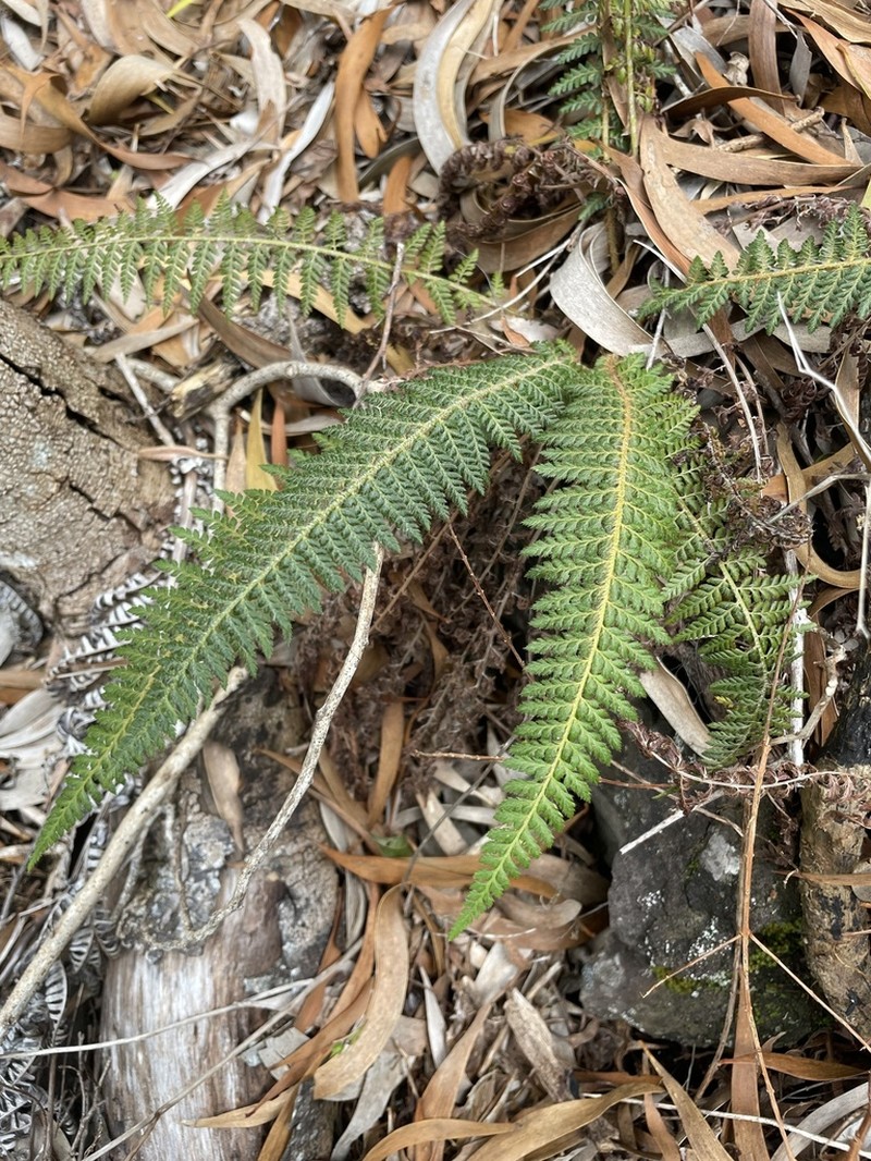 Island Swordfern photo 7